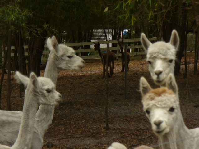  A close-up of these curious animals 