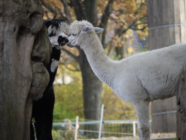  Romantic effusions between alpacas