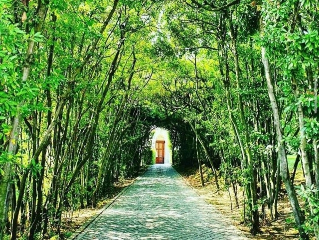Avenue bordée d'arbres Jardins du Vatican 