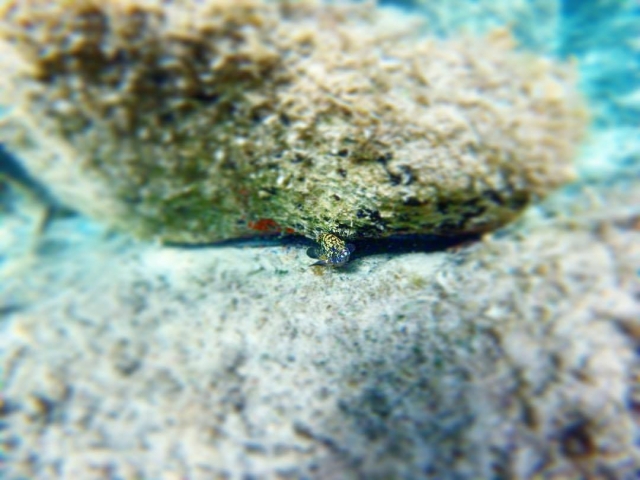 O fundo do mar da Sardenha 