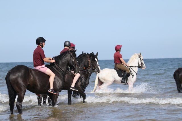  Group horseback riding