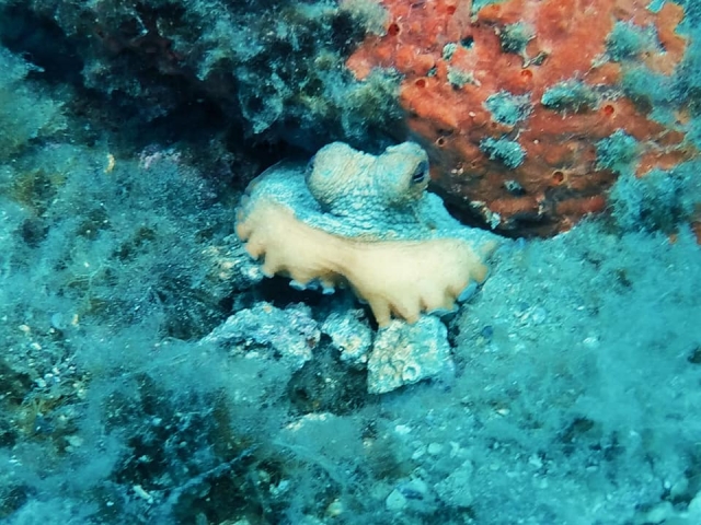  Splendid colors of the sea depths 