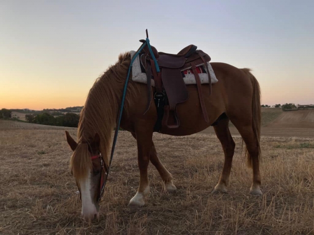  Cheval au coucher du soleil Numana 