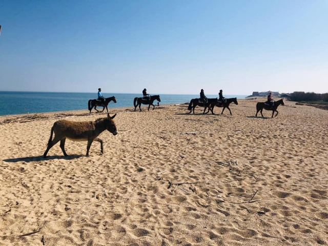  Galopando en la playa de Las Marcas