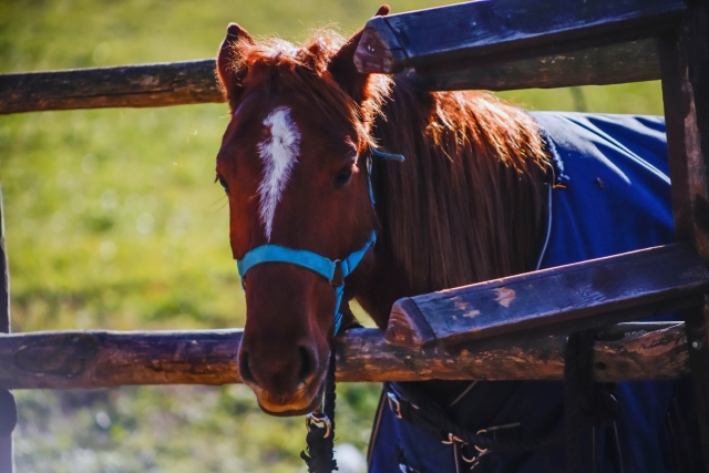  Um dos nossos magníficos cavalos