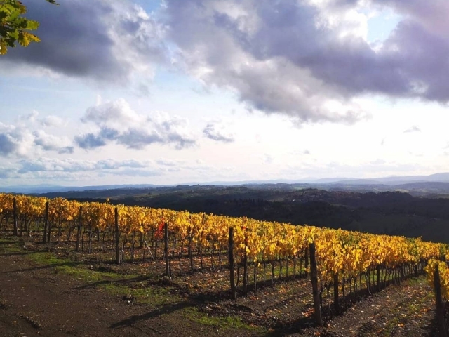  Les vignobles du Chianti 