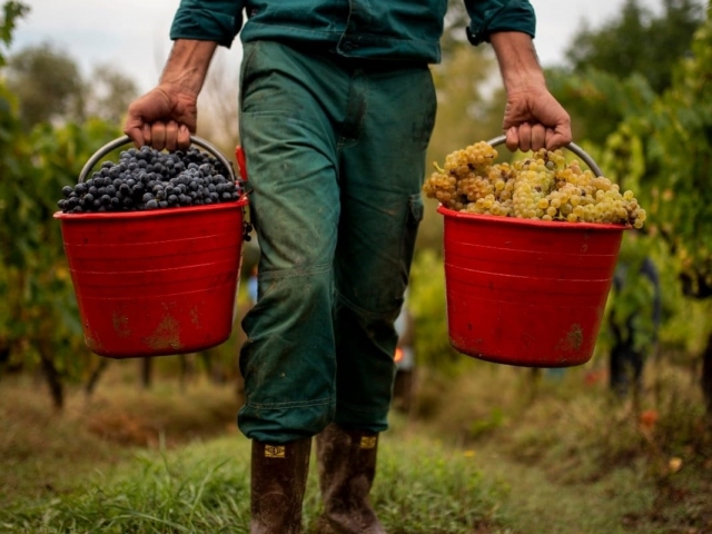  Récolte des raisins de nos vignobles 