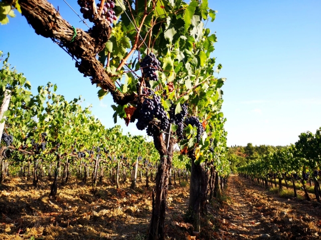  Se promener parmi les vignes en Toscane 