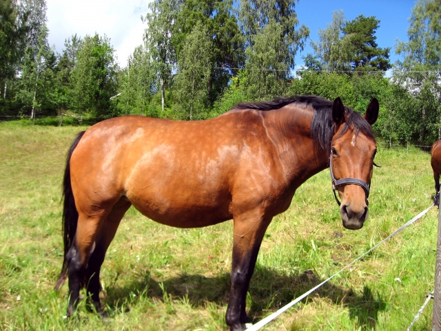  Un de nos chevaux 