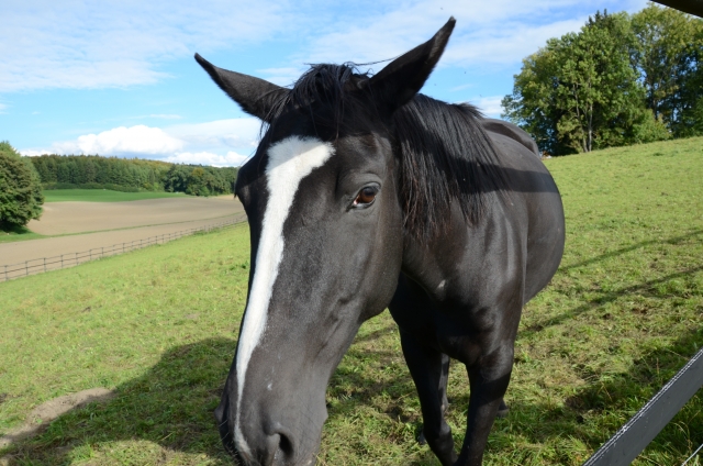  Splendide cheval 