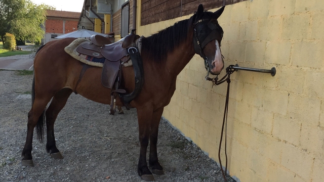 Il nostro cavallo sellato