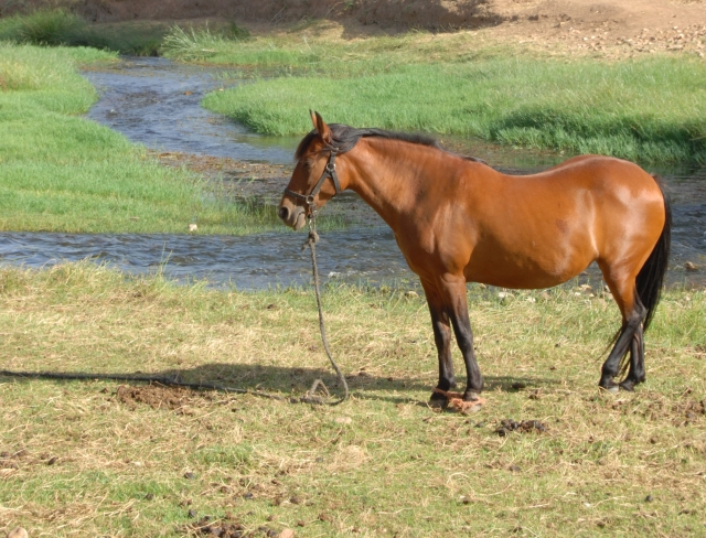  Un de nos chevaux