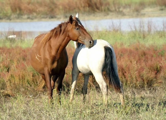  Destriers jouant 