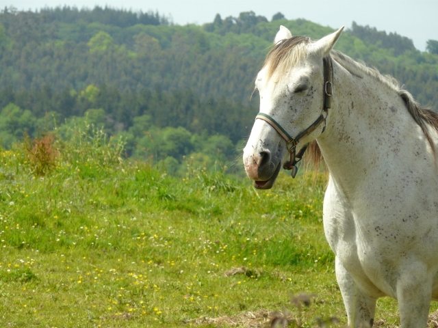  Splendide cheval blanc 