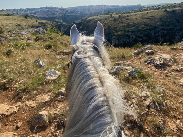  Un de nos chevaux 