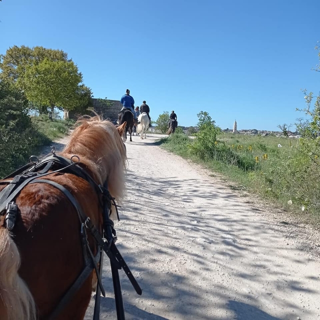  Randonnée à cheval en groupe
