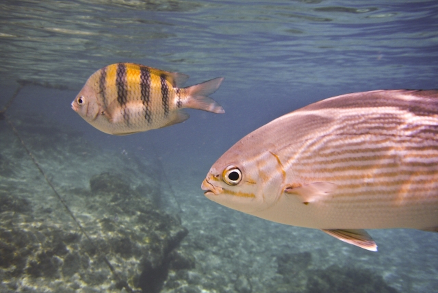  Fische entdecken