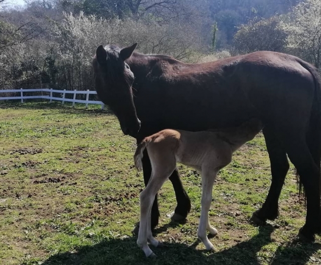 Amour maternel  Amour maternel