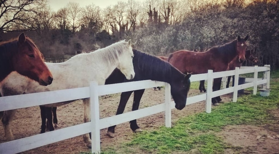 nos chevaux   nos chevaux