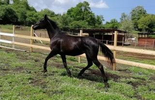 Passeggiata a cavallo di 1 ora 30' Palestrina