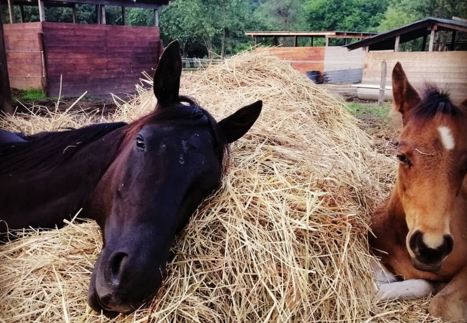  Nos spécimens au repos