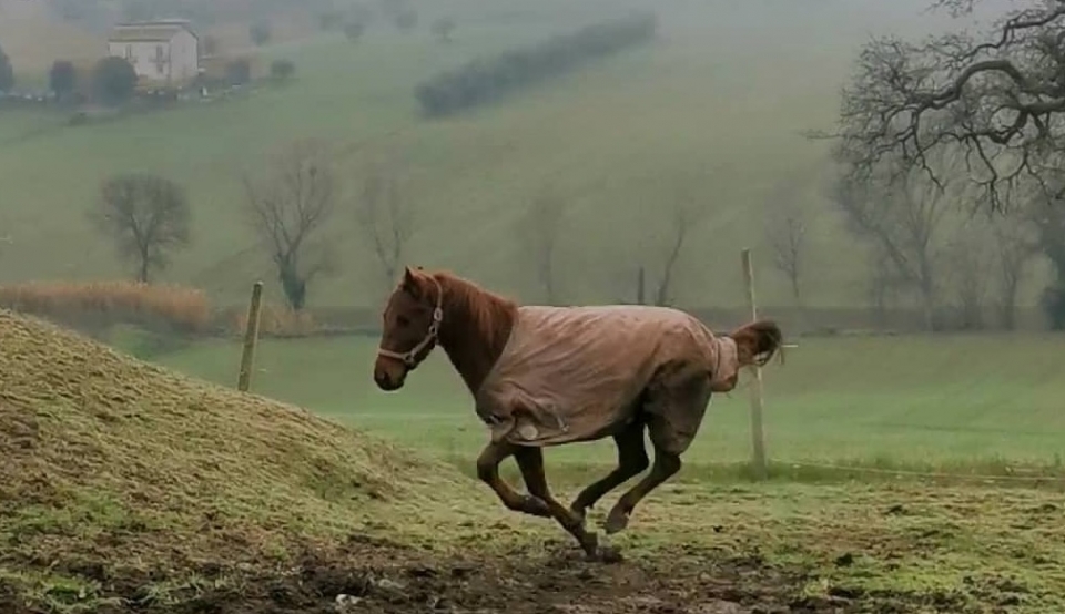 Al trotto Al trotto