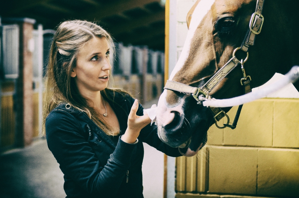 Préparation du cheval Préparation du cheval