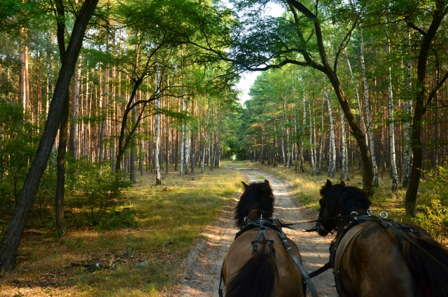  Promenade en forêt 