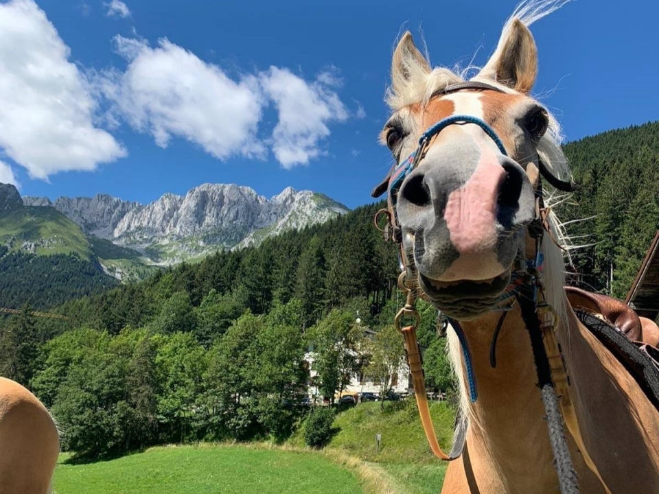 Uno dei nostri bellissimi cavalli  Uno dei nostri bellissimi cavalli