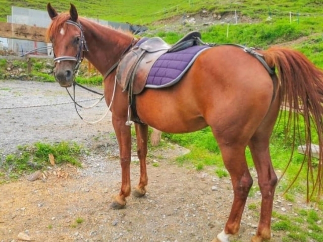 Uno dei nostri cavalli Uno dei nostri cavalli