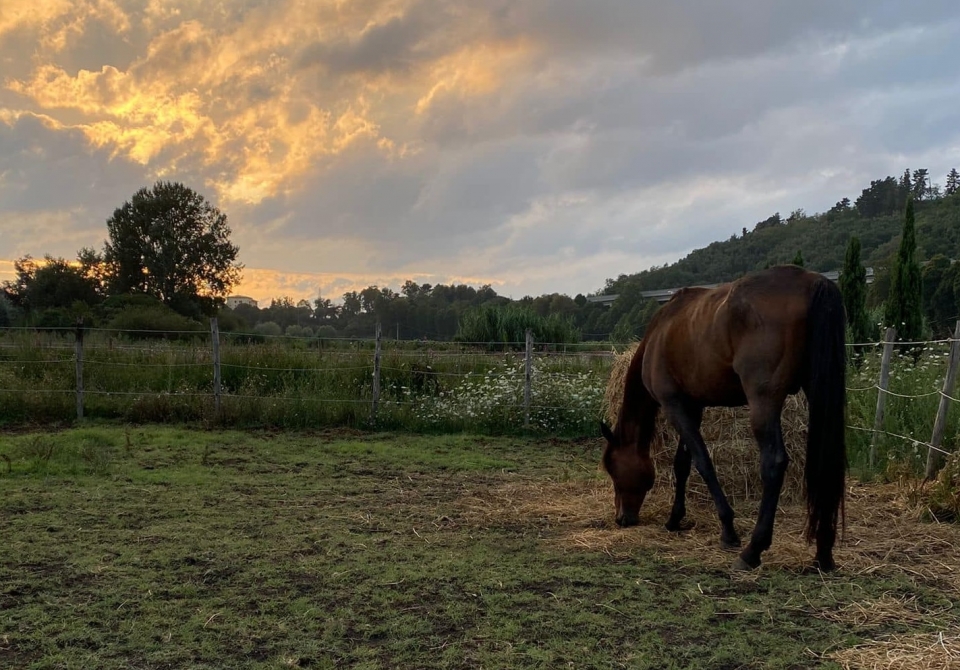 Uno de nuestros caballos 