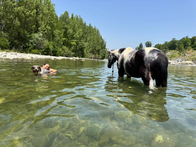 Rhine river horse tour river bathing + 4h picnic Rhine river horse tour river bathing + 4h picnic