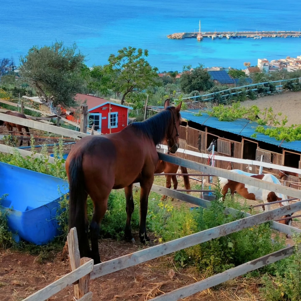 Il nostro maneggio a picco sul mare