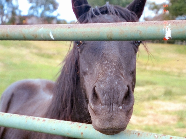 i nostri cavalli in paddock