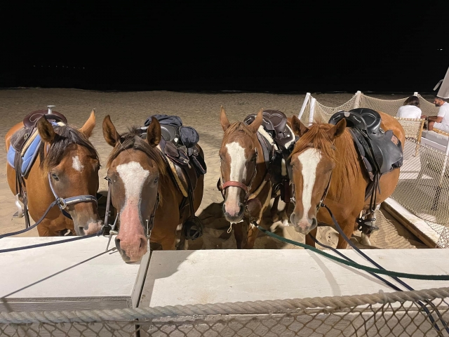  Nuestros queridos caballos 