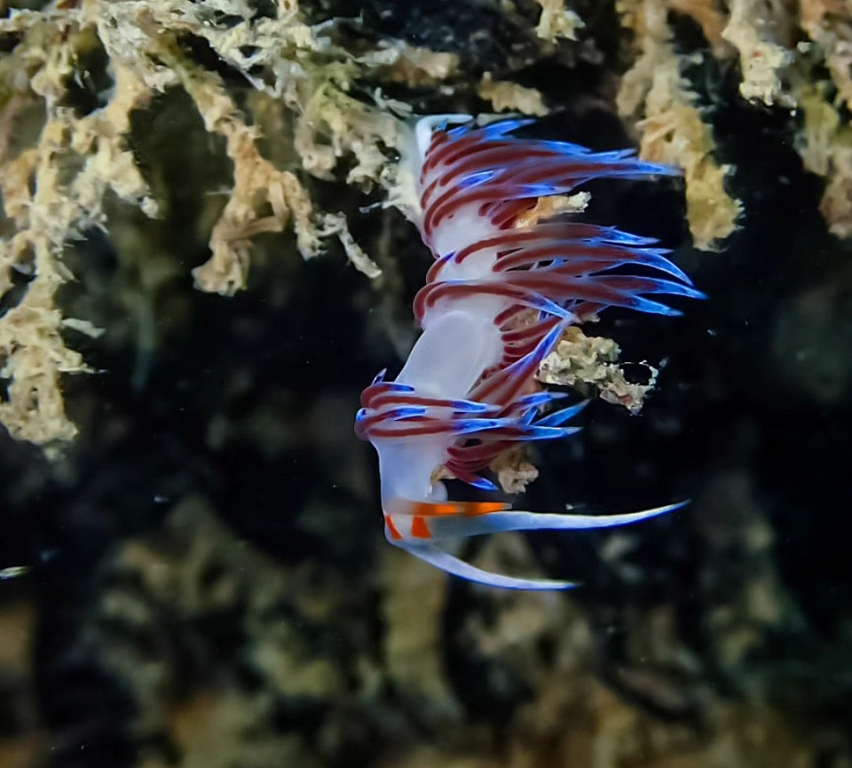  Die bunten Nacktschnecken 