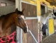 Lezioni di Equitazione Cremona