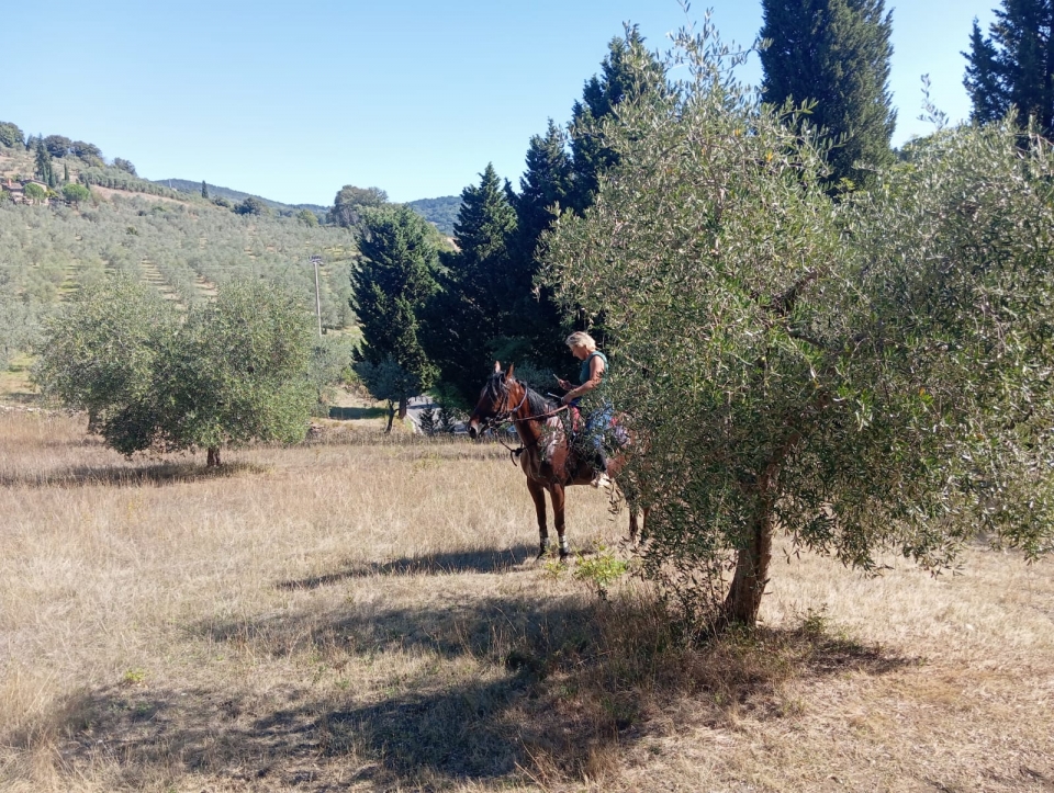  Parmi les oliviers en selle