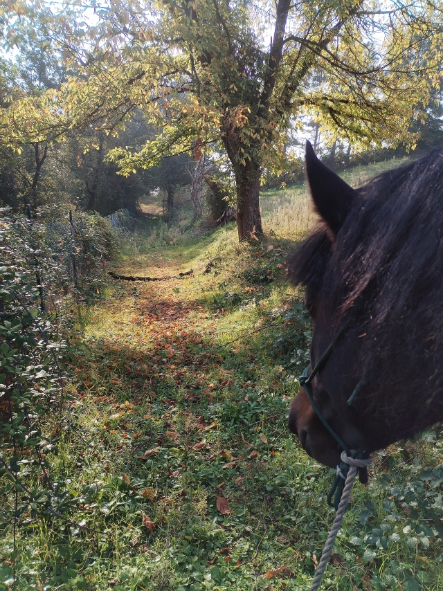 Passeggiata a cavallo Fiume Po 1h
