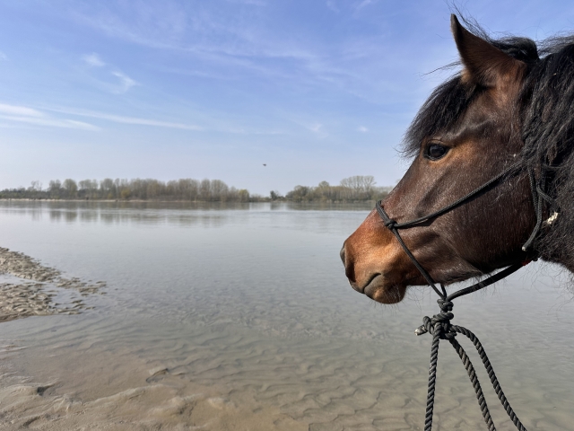 Passeggiata a cavallo sentieri dell'Oltre Po 2h