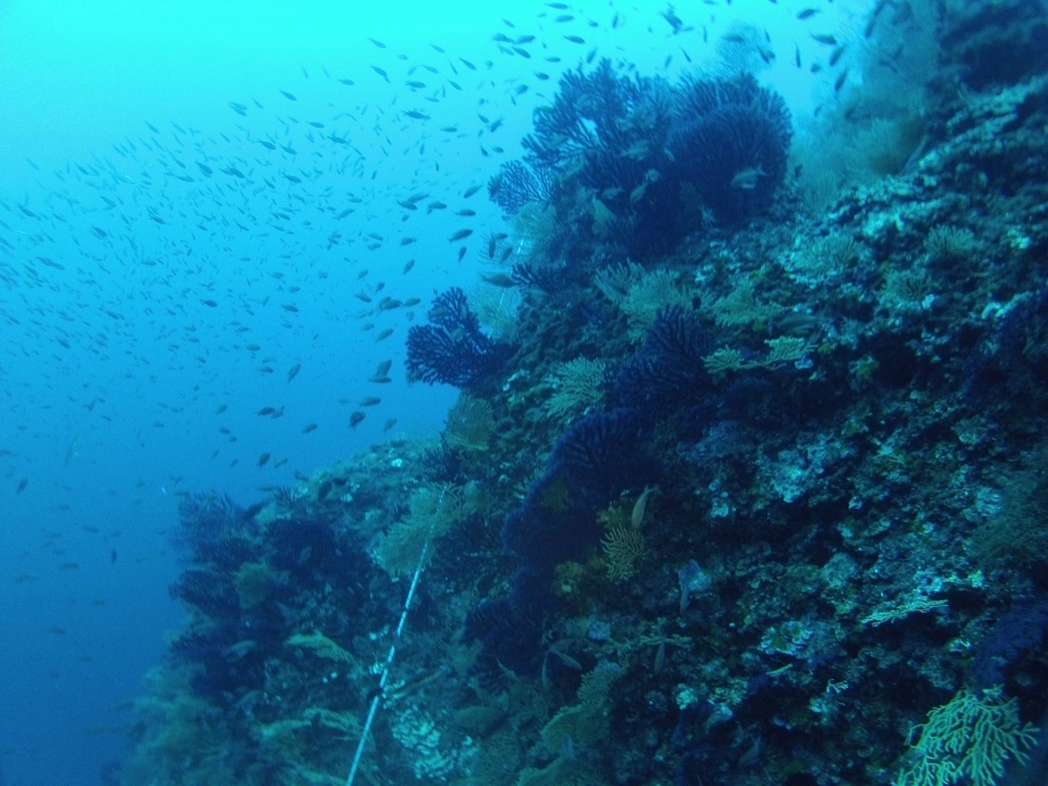 Im Blau, zwischen den Fischen 