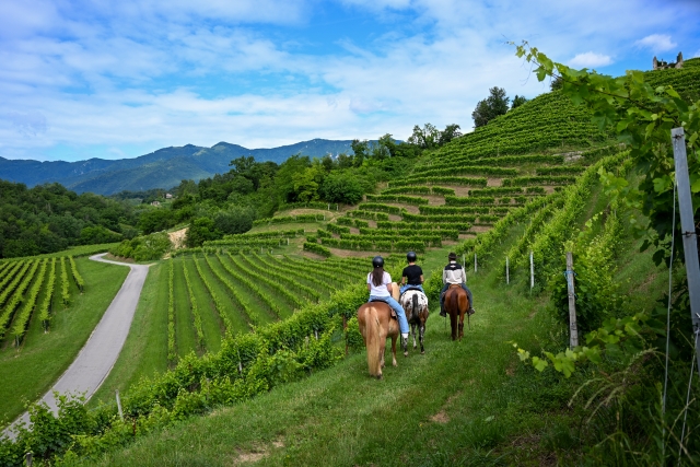 Passeio a cavalo Prosecco Hills + aperitivo 1h