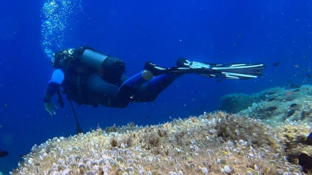 Goditi un corso di immersione a Capo d'Orso 