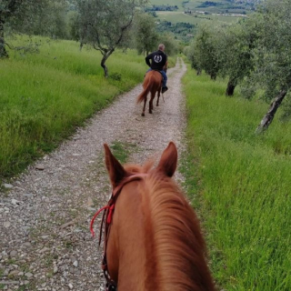 Balade à cheval d'une heure avec apéritif à Pelago