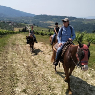  Le groupe à cheval parmi les vignes, sous les montagnes 