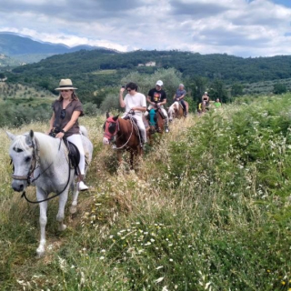  Un cheval gris sur le chemin 