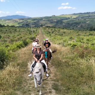  Une rangée de chevaux dans la campagne 