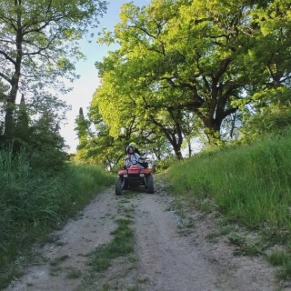 Sul sentiero nel bosco