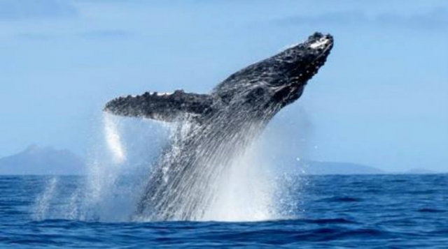 Avvistamento condiviso di balene a Cabo San Lucas