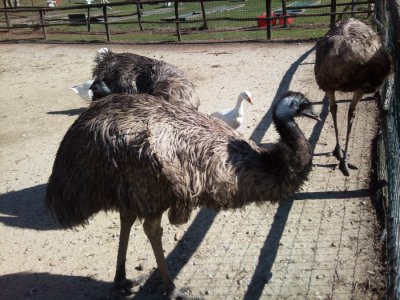 Greenlandia Zoo